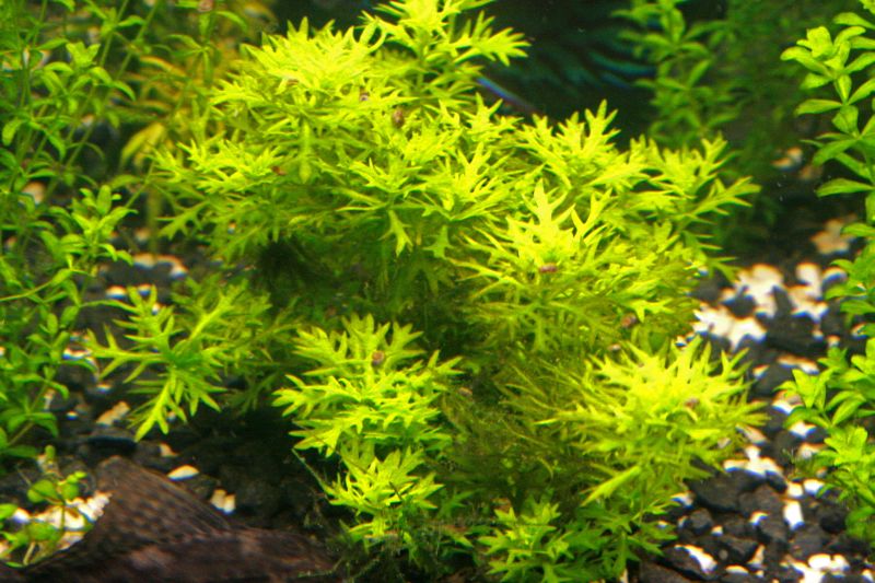 HOTTONIA